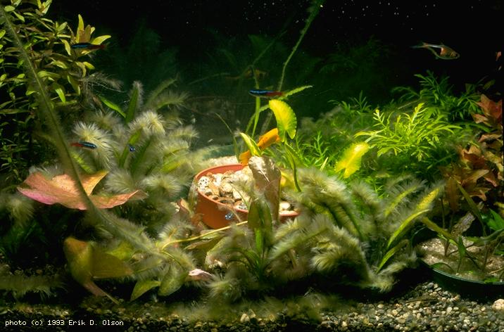 red algae in fish tank